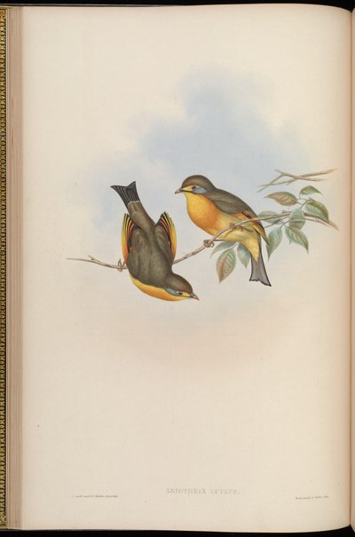 Leiothrix lutea von John Gould